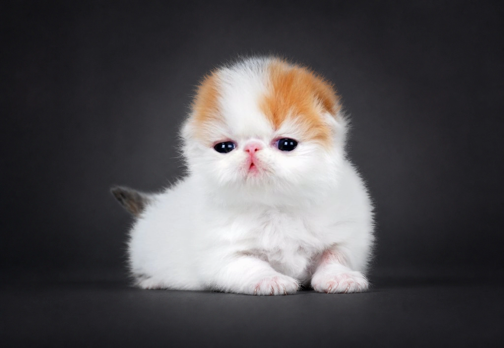 Kitten putih dan oranye