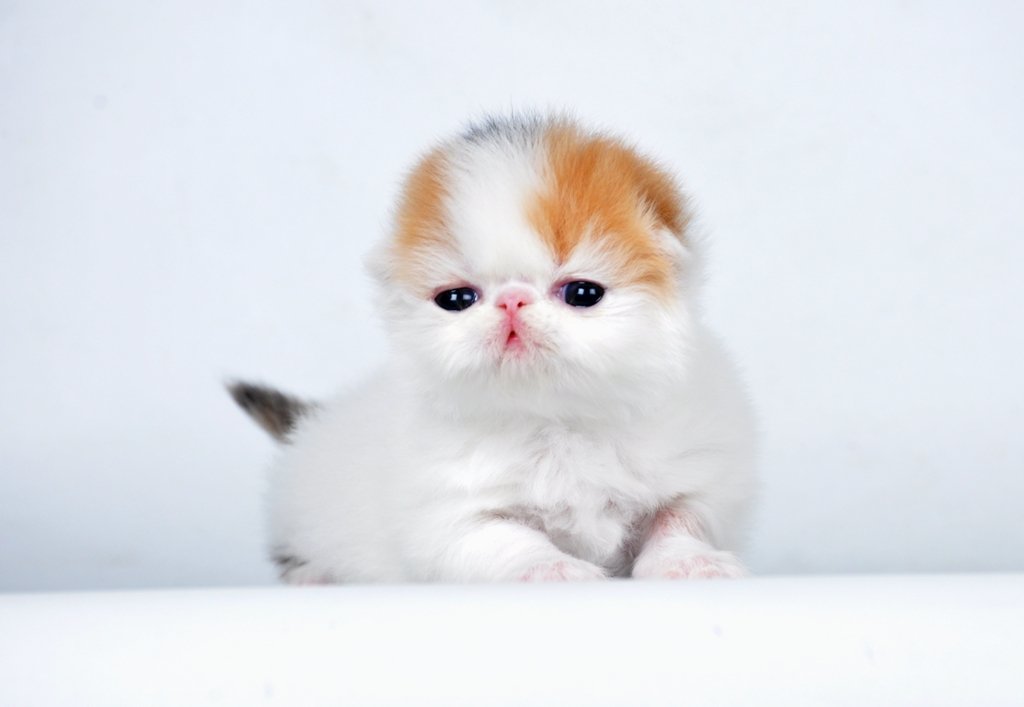 Kitten putih dan oranye