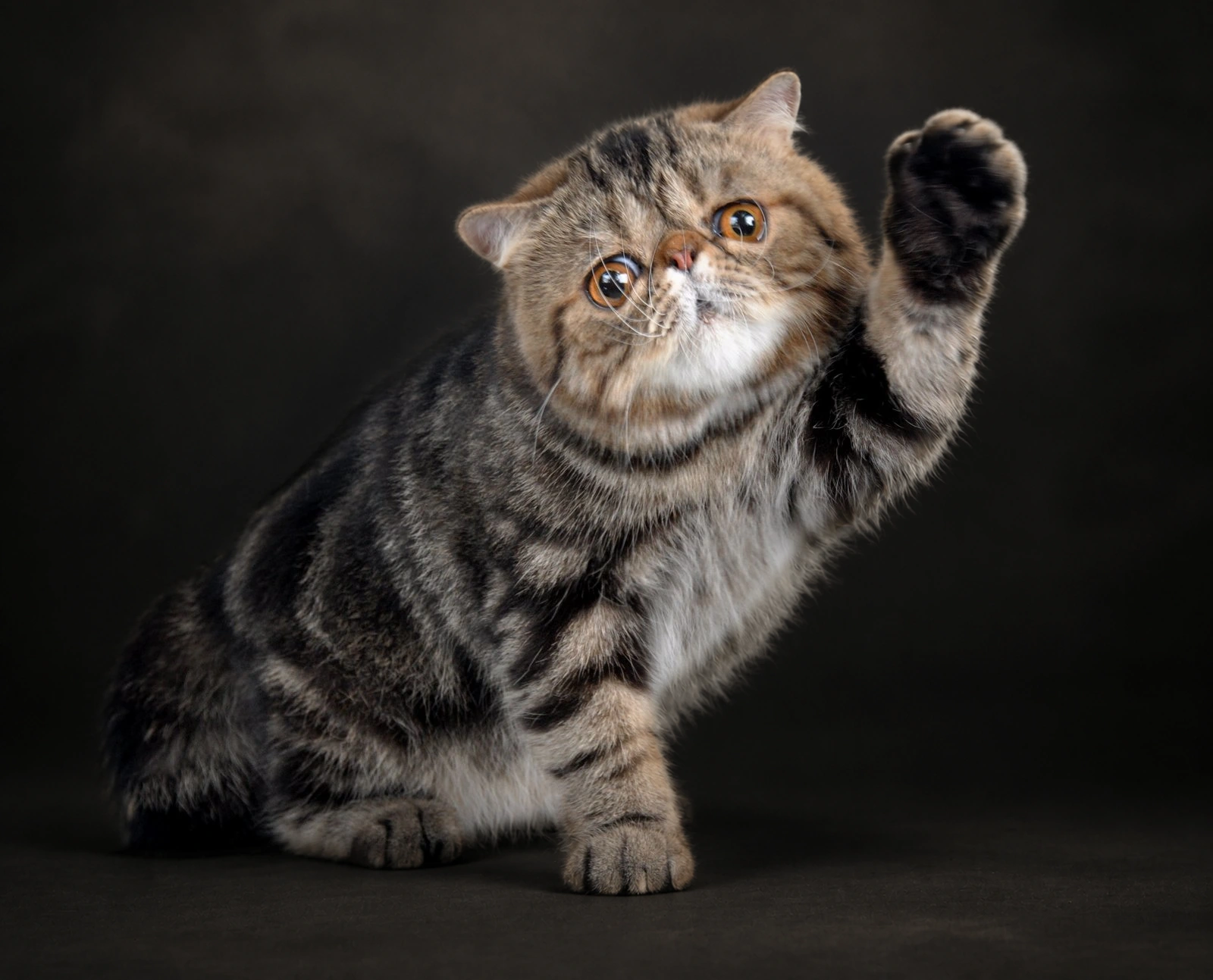Kucing mengangkat kaki