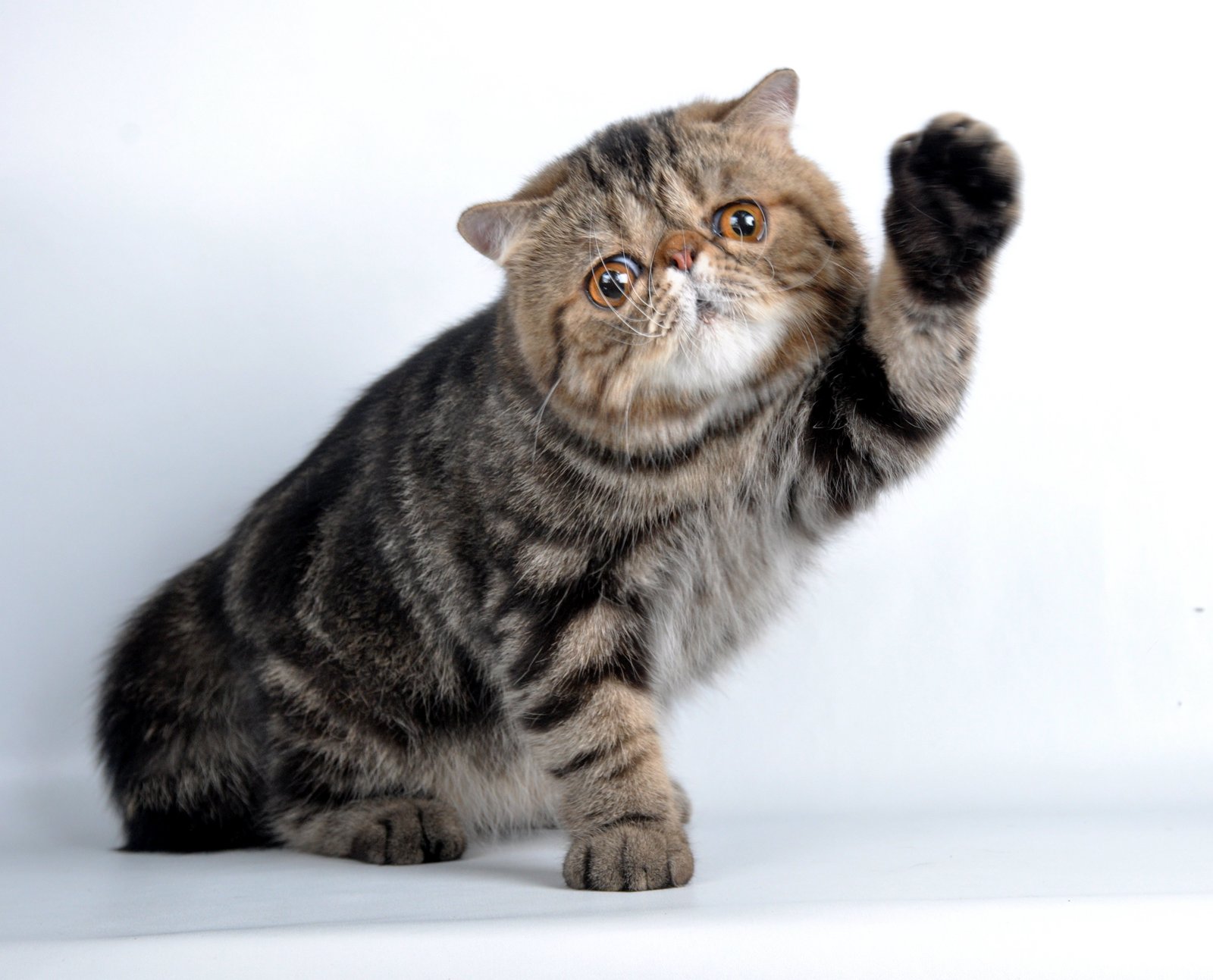 Kucing mengangkat kaki